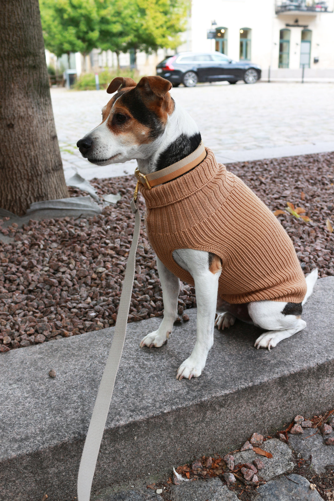 Female Wool dog sweater Beige