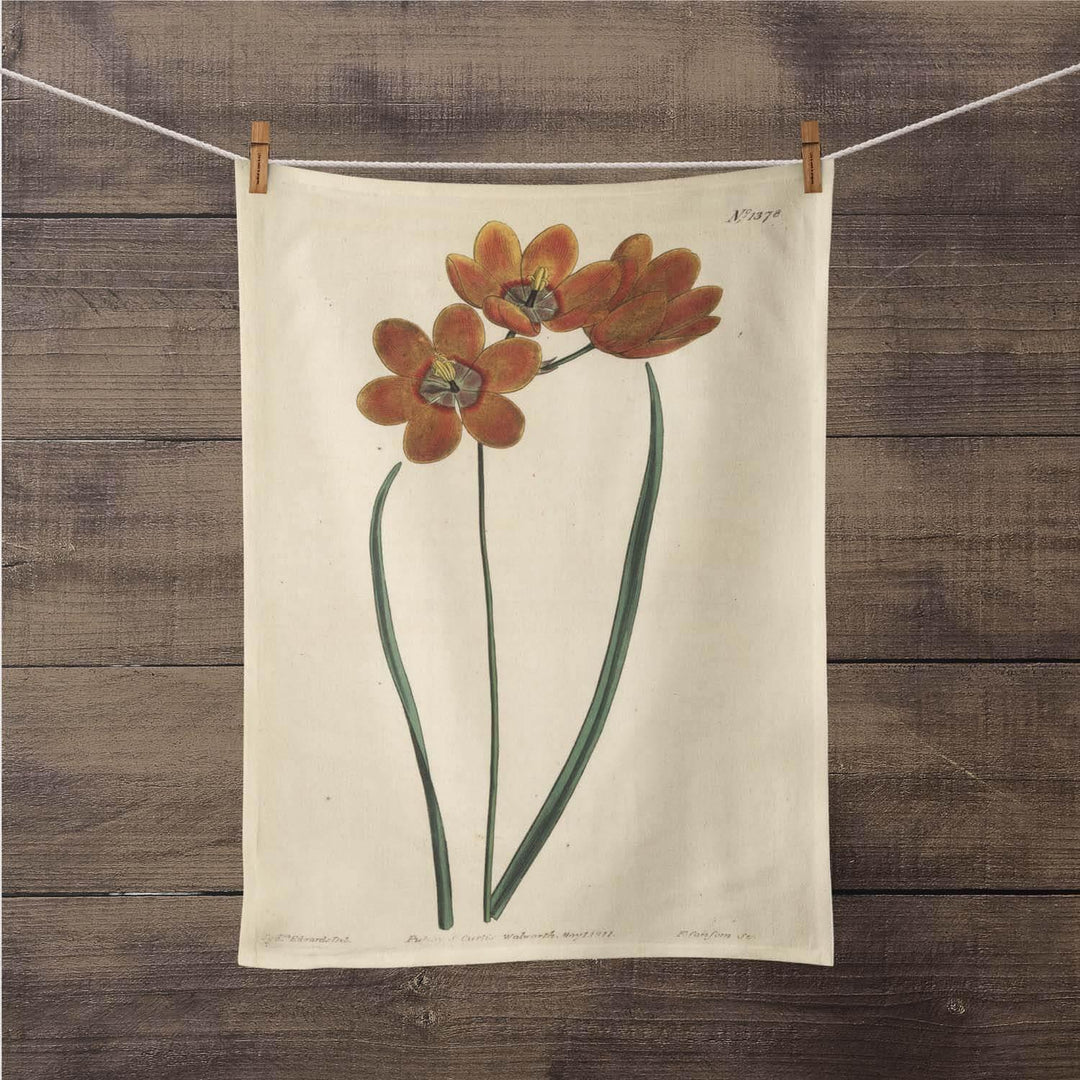 Orange Monadelpha - Botanical Tea Towel