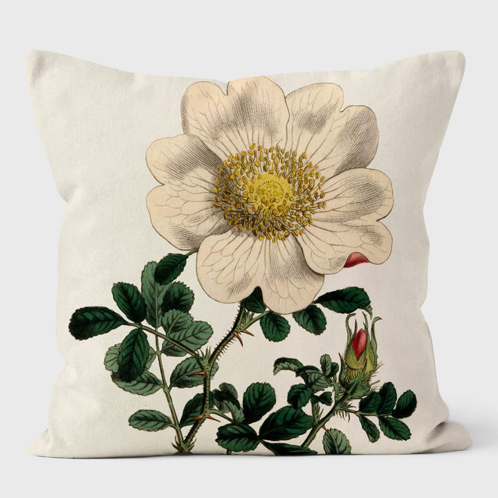 Macartney 's Rose - Botanical Cushion - Handmade Cushions UK - WeLoveCushions