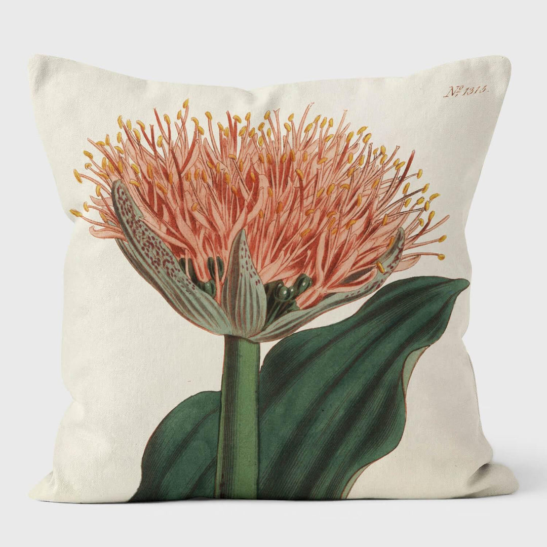 Paintbrush Lily - Botanical Cushion - Handmade Cushions UK - WeLoveCushions