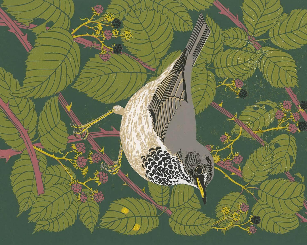 Black Throated Thrush - Robert Gillmor - Glamping Camping  Stool