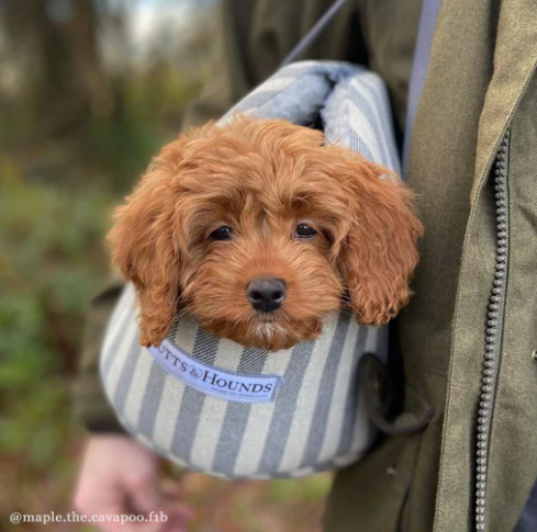 Dog and Puppy Carrier in Grey Flint Stripe by Mutts & Hounds