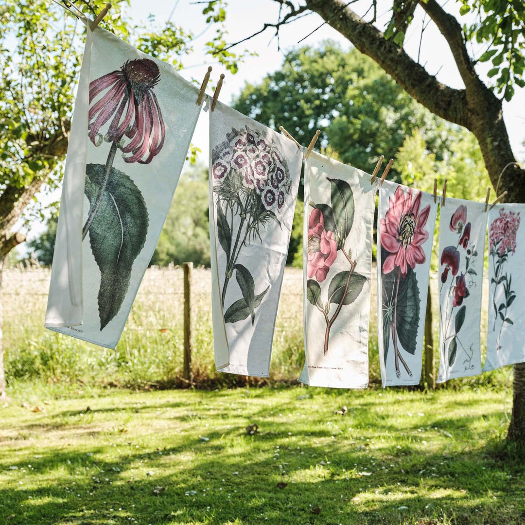 Echineacea Purpurea - Botanical Tea Towel