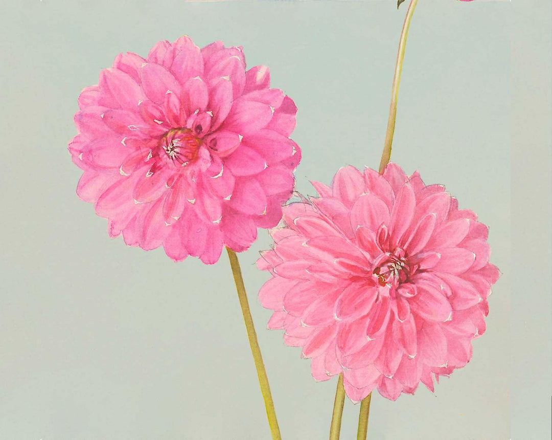 Cheal's Pink - Alfred Wise - Glamping Camping Stool