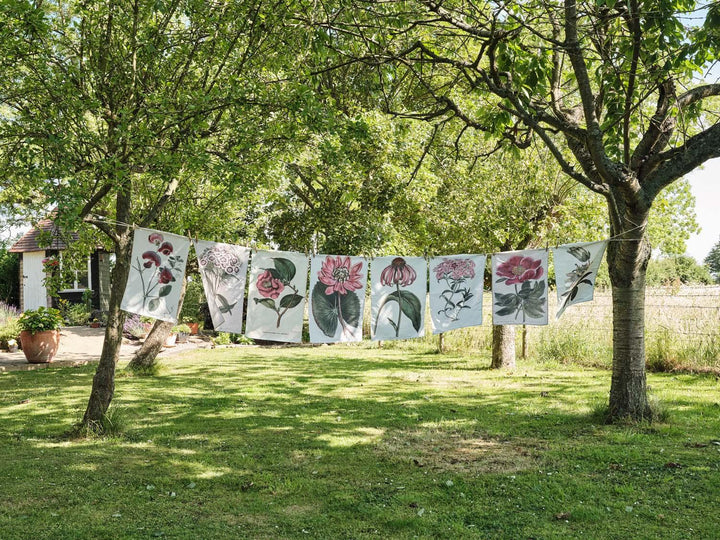 Gladiolus - Botanical Tea Towel