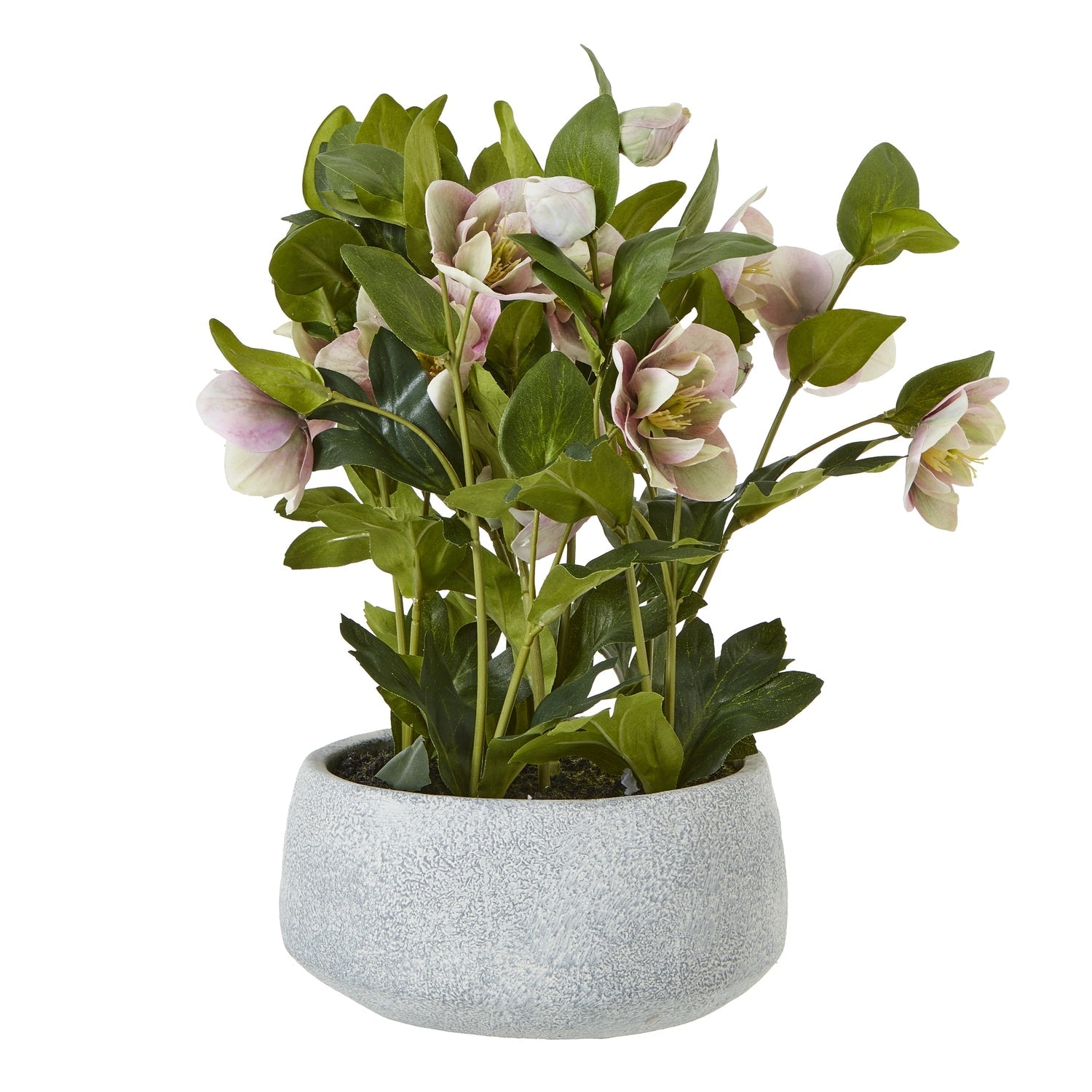 Hill Interiors Variegated Pink Hellebore Plant In Grey Pot  Premium Home Decor Accent  stylish decorative home accessory