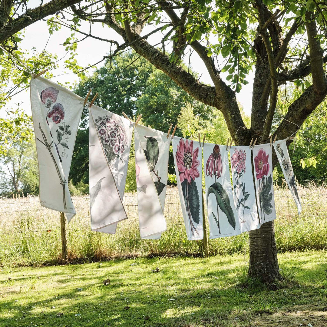 Perennial Sweetpea - Botanical Tea Towel