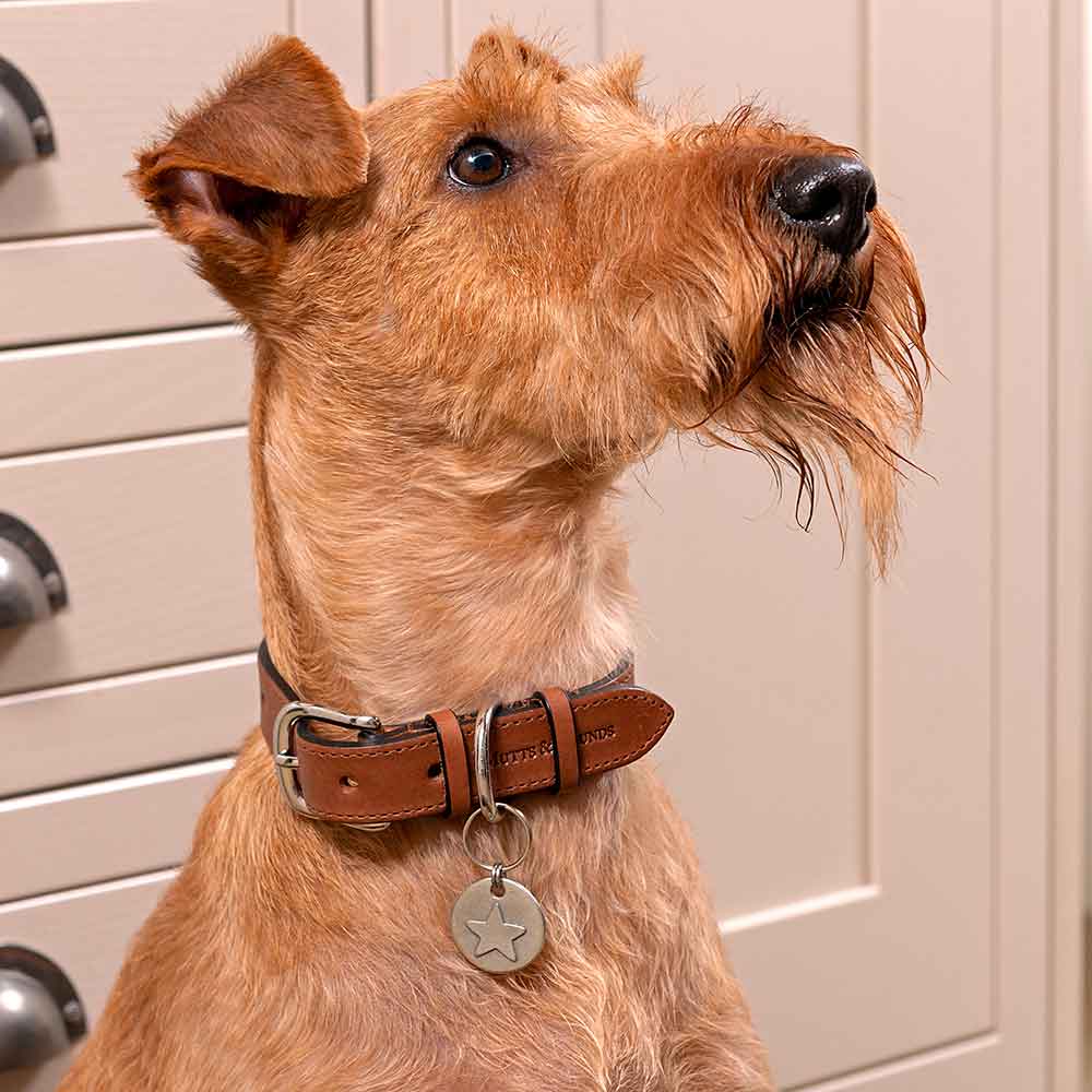 Dog Collar in Brown Tan Leather by Mutts & Hounds