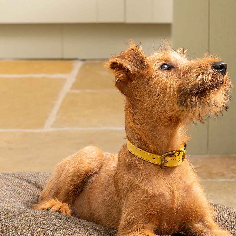 Leather Dog Collar Mustard Yellow Italian Leather by Mutts & Hounds